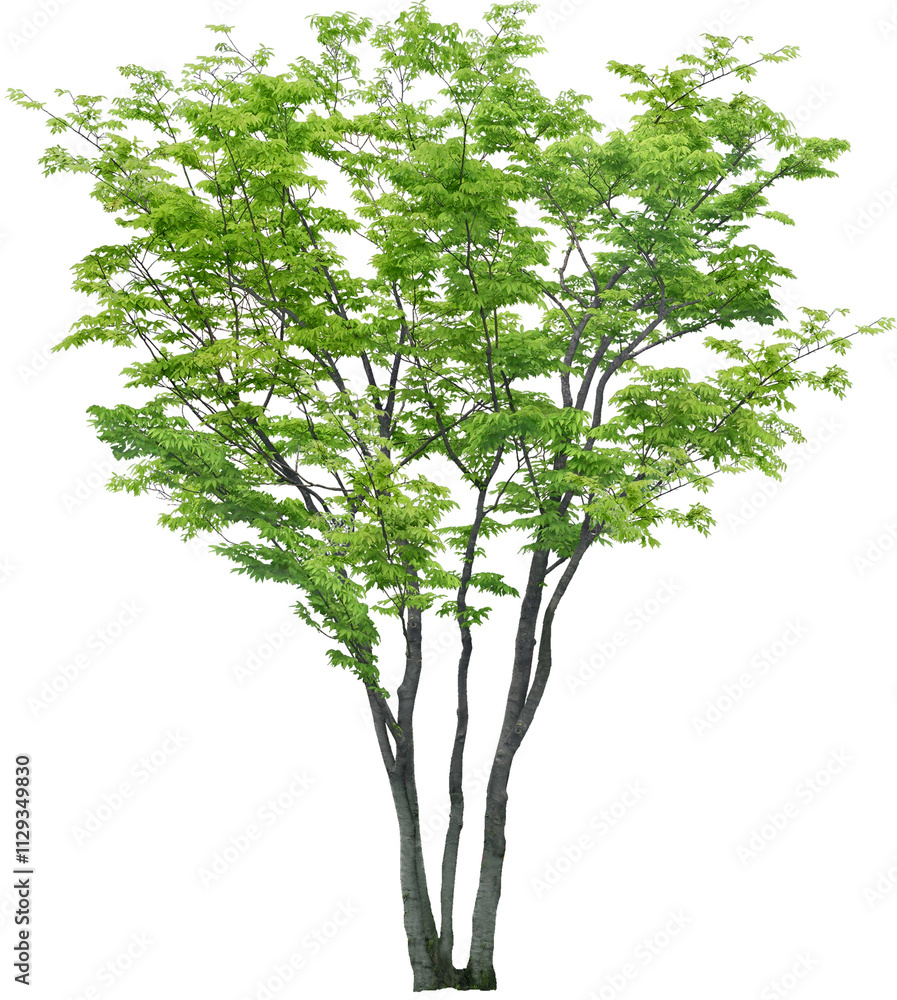 Obraz premium tree isolated