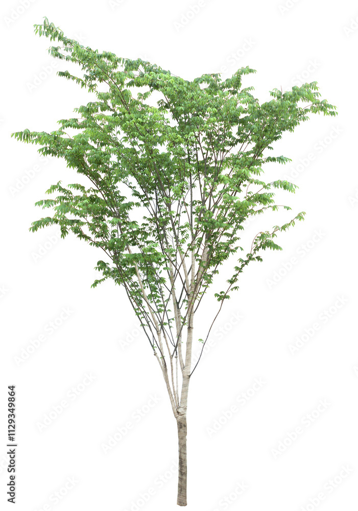 tree isolated on white