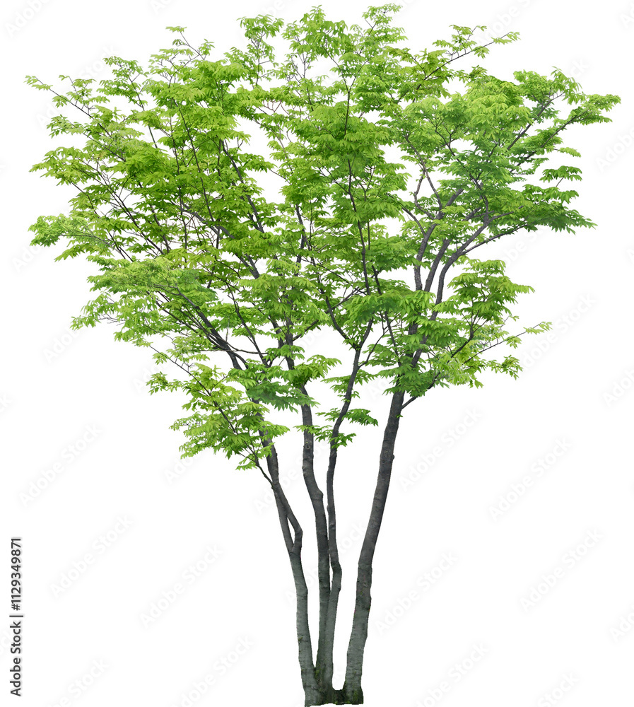 Obraz premium tree isolated