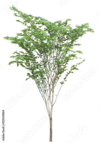 tree isolated on white