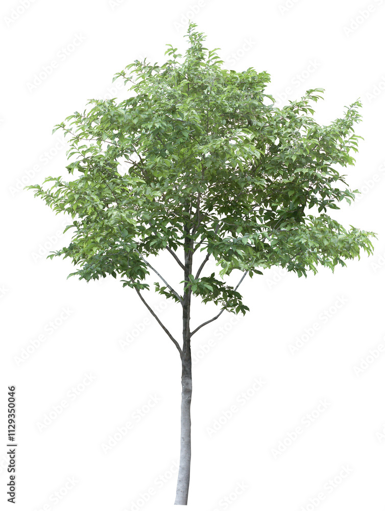 Obraz premium tree isolated