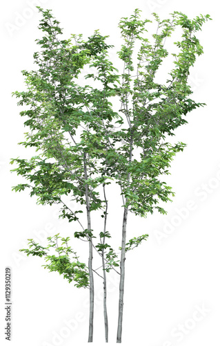 tree isolated