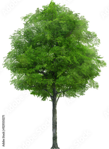tree isolated on white background