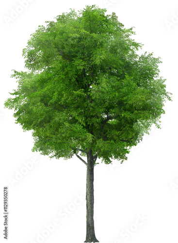 tree isolated on white background