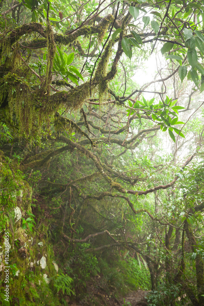 Fototapeta premium Mt. Warning / Wollumbin path to the summit through the cloud forest.