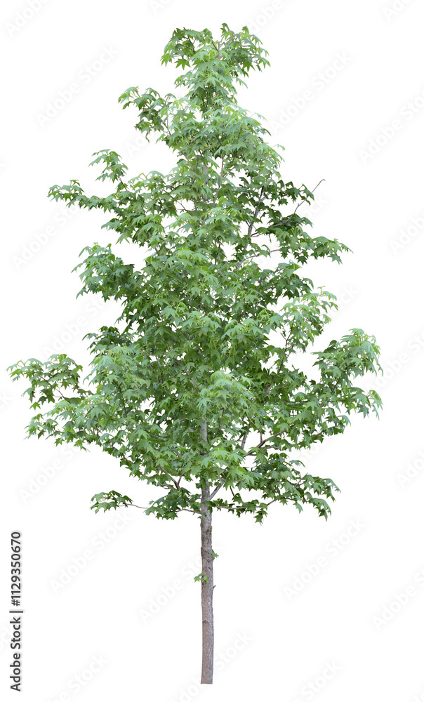 tree isolated on white background tree isolated on white background