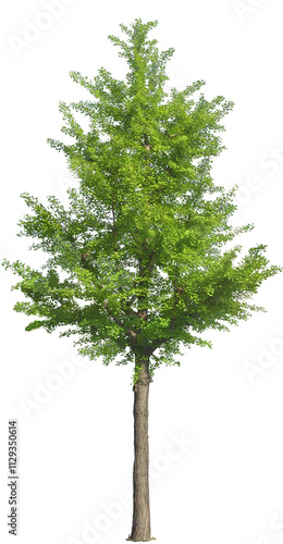 tree isolated on white background