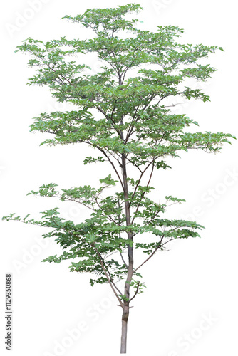 tree isolated on white
