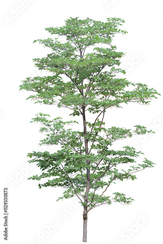 tree isolated