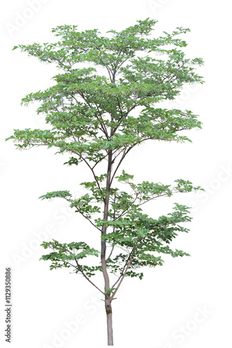 tree isolated