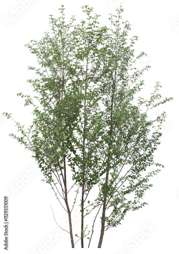 tree isolated