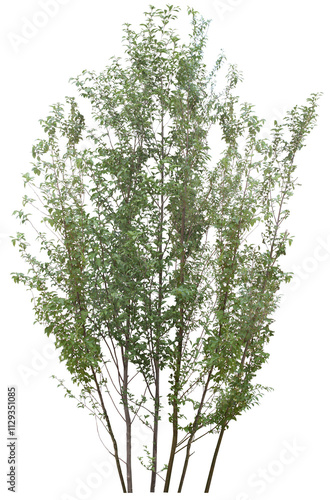 tree isolated on white