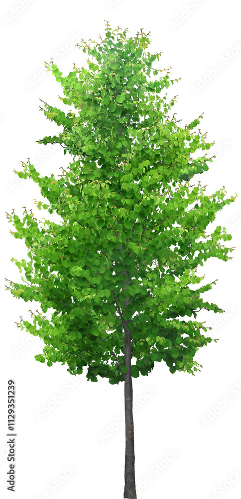 Fototapeta premium tree isolated