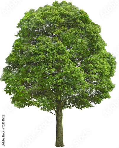 tree isolated on white background
