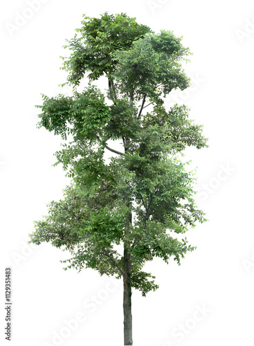 tree isolated on white background