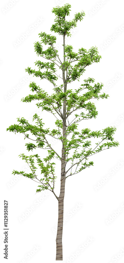 tree isolated on white background tree isolated on white background