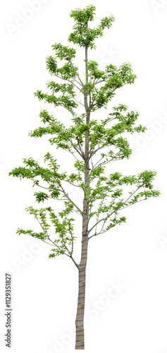tree isolated on white background