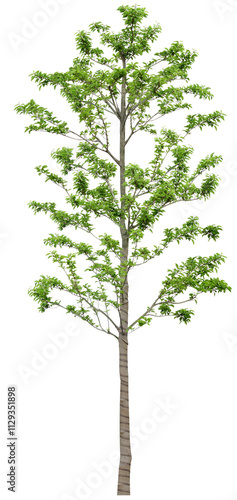 tree isolated on white background