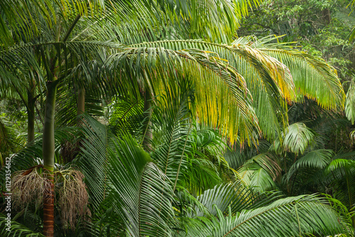 Australian Subtropical Rainforest. Wollumbin National Park. Australia New South Wales. photo