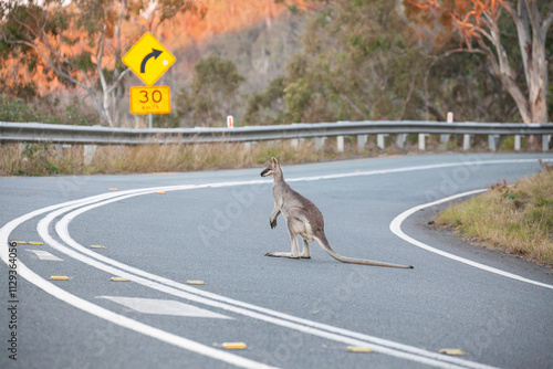 The whiptail wallaby (Notamacropus parryi), also known as the pretty-faced  wallaby is crossing the road to Lemington Nationalpark in Queensland Australia.