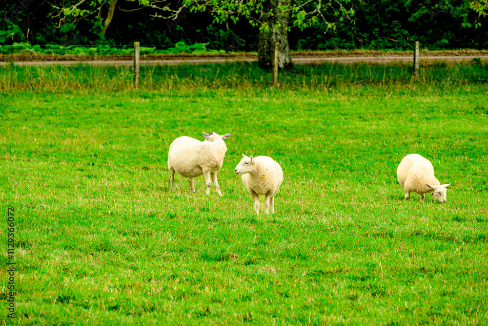 Obraz premium Lambs grazing on green pasture in the Scottish countryside, room for text 
