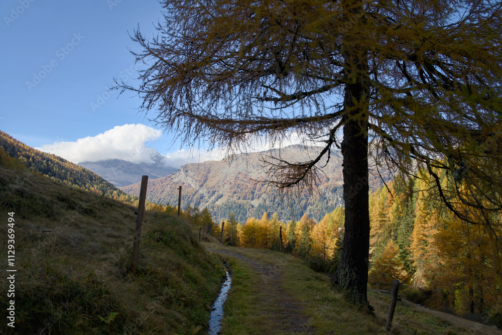 An autumn view of Val da Camp near Lago da Saoseo, Graubünden (Bernina Mountains), with golden larches and a vivid blue sky. An autumn view of Val da Camp near Lago da Saoseo, Graubünden (Bernina Mountains), with golden larches and a vivid blue sky.