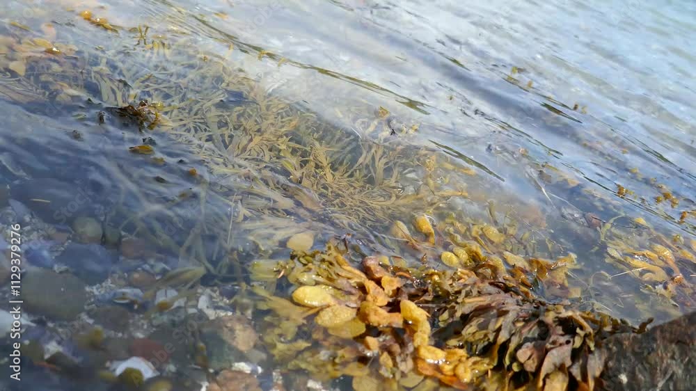 Ocean waves moving algae in shallow water Ocean waves moving algae in shallow water