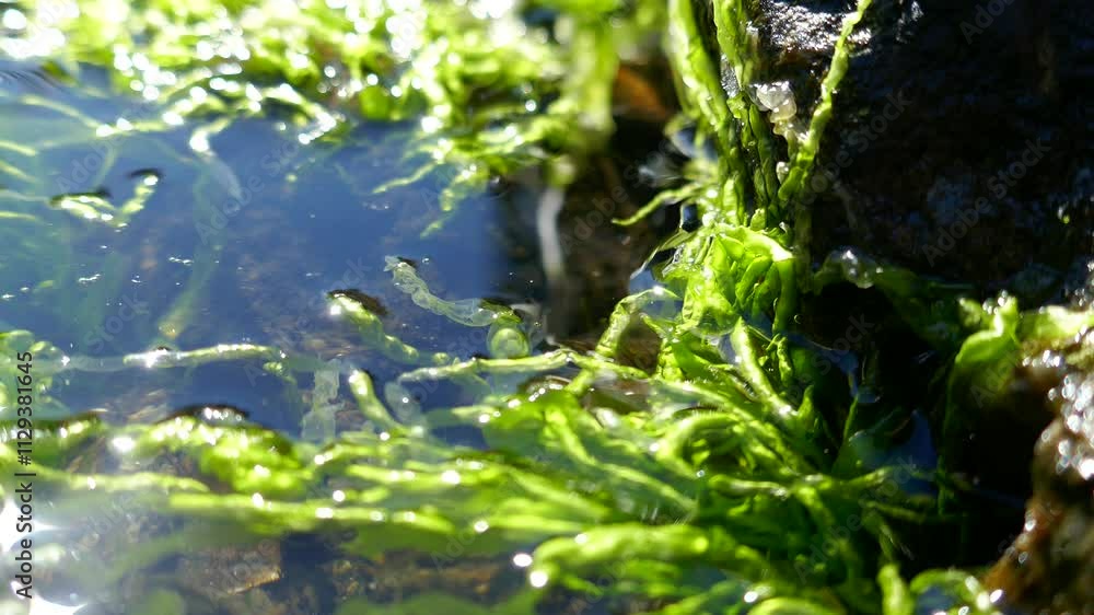 Close up of algae ecosystem in ocean tide pool Close up of algae ecosystem in ocean tide pool