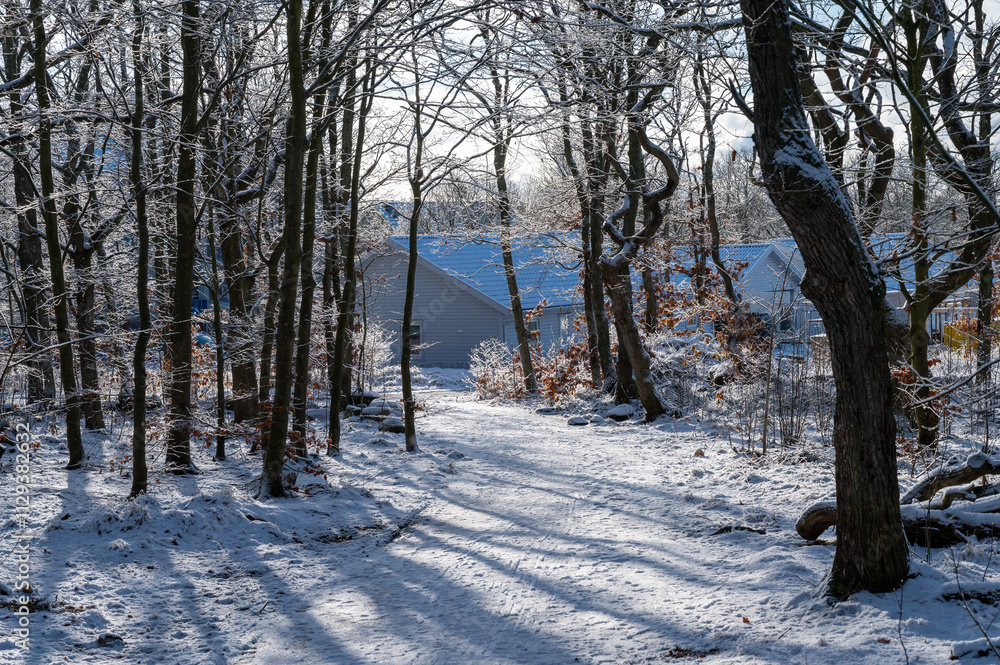 A serene winter pathway is blanketed in fresh snow, lined by tall, bare trees. Sunlight filters through the branches, illuminating the tranquil scene A serene winter pathway is blanketed in fresh snow, lined by tall, bare trees. Sunlight filters through the branches, illuminating the tranquil scene