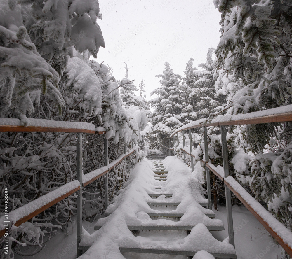 Snow Covered Pathway Through Evergreen Trees in Winter Landscape