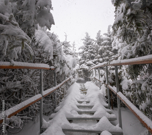 Obraz na płótnie Snow Covered Pathway Through Evergreen Trees in Winter Landscape w salonie