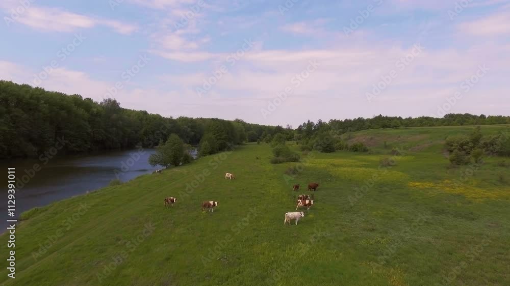 Cows Grazing Near a Calm River in a Scenic Meadow Cows Grazing Near a Calm River in a Scenic Meadow