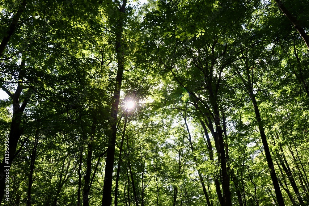 Fototapeta premium The sun rays coming in among the tall trees of the forest.