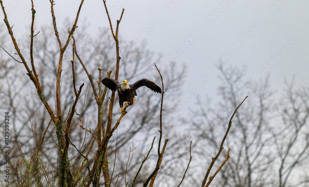 Bald eagle ready to fly from perch Bald eagle ready to fly from perch