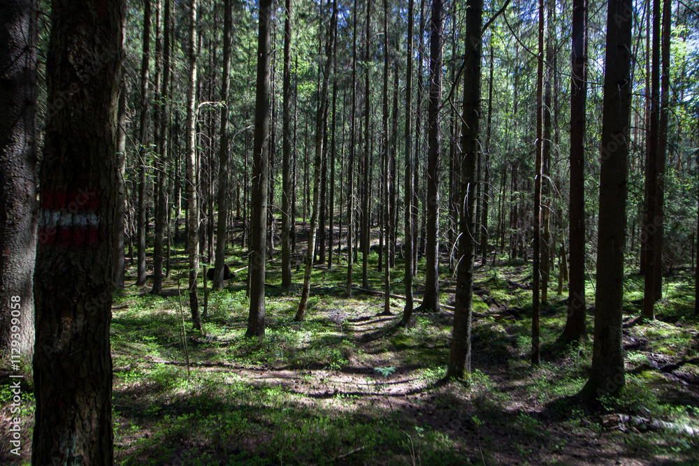 Sun rays in a spruce forest. Yukki village Sun rays in a spruce forest. Yukki village