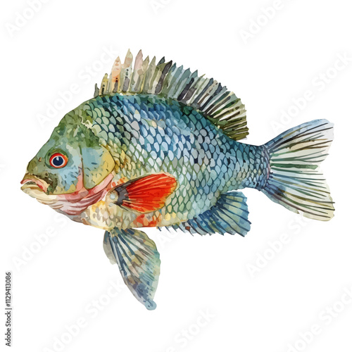 A watercolor vector of a tilapia, isolated on a white background. Tilapia vector.