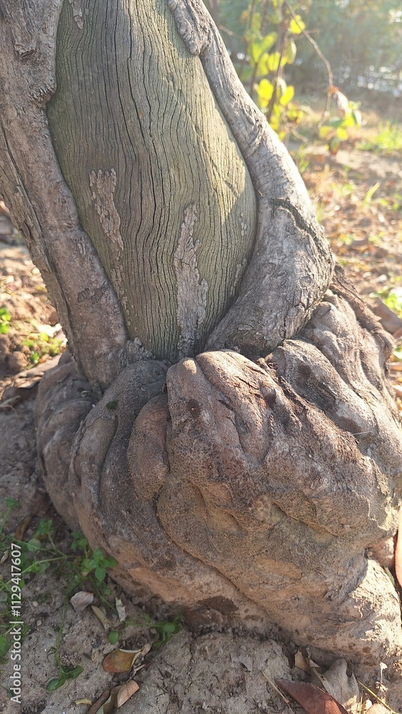 Close-up of a large tree showing the texture of its trunk. Green texture of an old tree with geometric patterns
Close-up of a large tree showing the texture of its trunk. Green texture of an old tree with geometric patterns