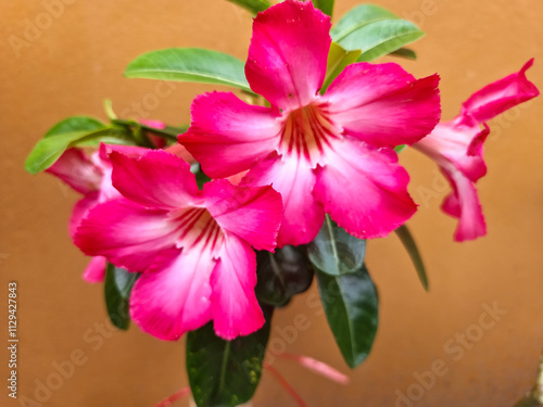 Adenium obesum (desert rose). Blooming flowers. photo