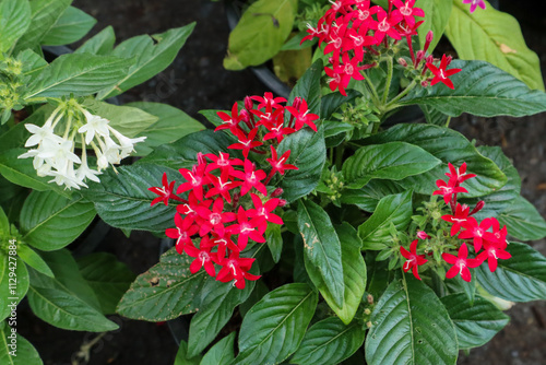 Egyptian starcluster flowers or Pentas lanceolata with red and white colors.