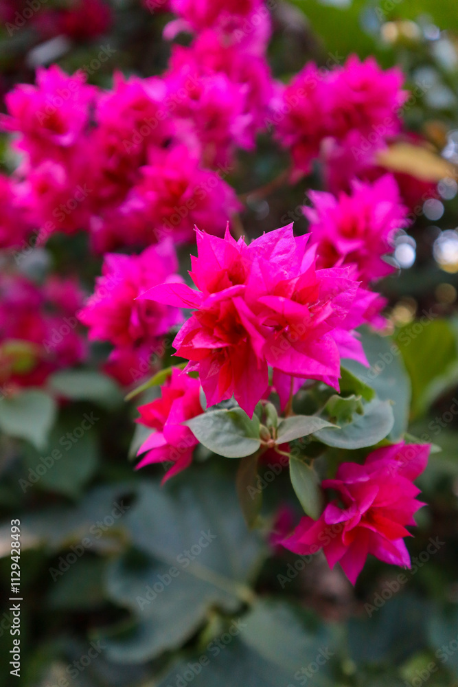 Fototapeta premium Bright pink Bougainvillea glabra, the lesser bougainvillea or paperflower