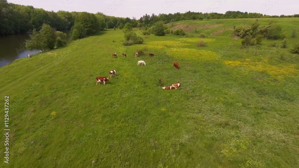 Cows Grazing Near a Calm River in a Scenic Meadow Cows Grazing Near a Calm River in a Scenic Meadow