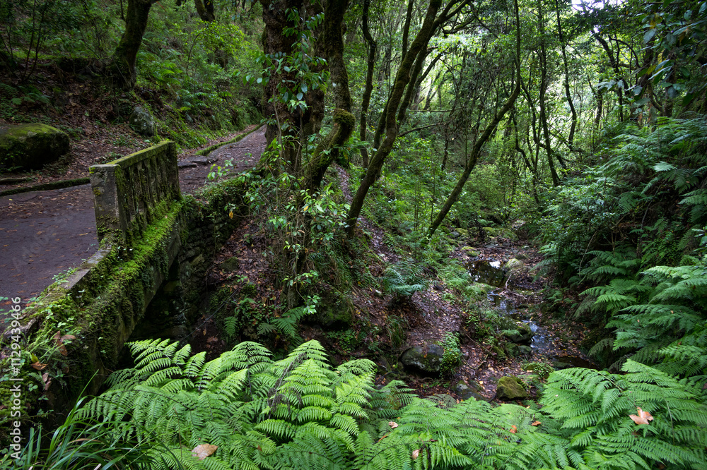 Obraz premium Levada da Serra do Faial, Madeira