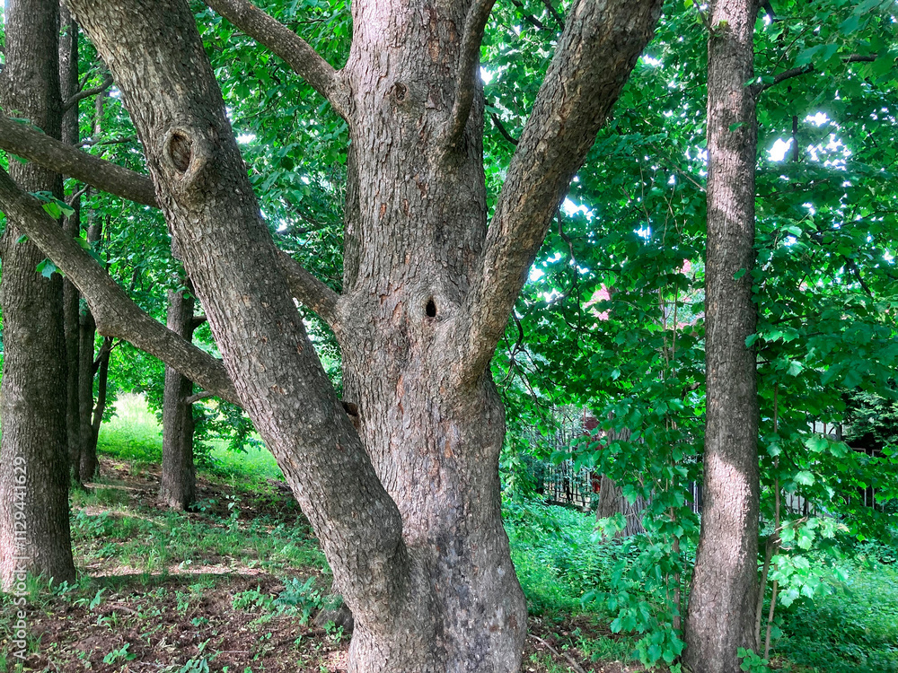 An old tree with rough bark, surrounded by lush greenery and a hint of distant architecture, captured in a candid photograph against an overcast sky during spring or summer An old tree with rough bark, surrounded by lush greenery and a hint of distant architecture, captured in a candid photograph against an overcast sky during spring or summer