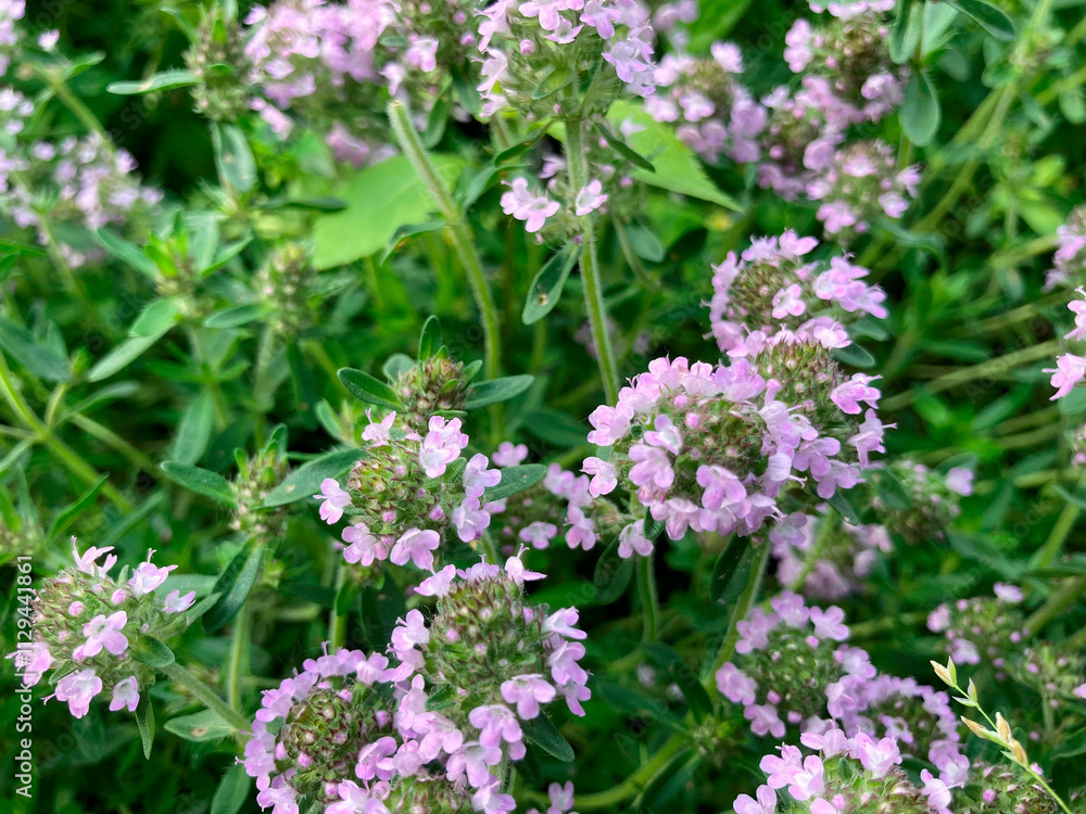 Close-up shot of densely packed, multi-layered purple-pink flowers in an outdoor setting possibly garden or meadow, with green foliage in the background Close-up shot of densely packed, multi-layered purple-pink flowers in an outdoor setting possibly garden or meadow, with green foliage in the background