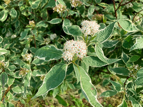 Image shows a close-up of a deciduous tree or shrub with large, lobedtoothed green leaves and small white flower clusters The photograph captures the botanical details of the plant under natural da photo