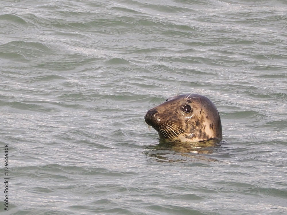 Obraz premium Seehund (Phoca vitulina) an der niederländischen Nordsee Küste