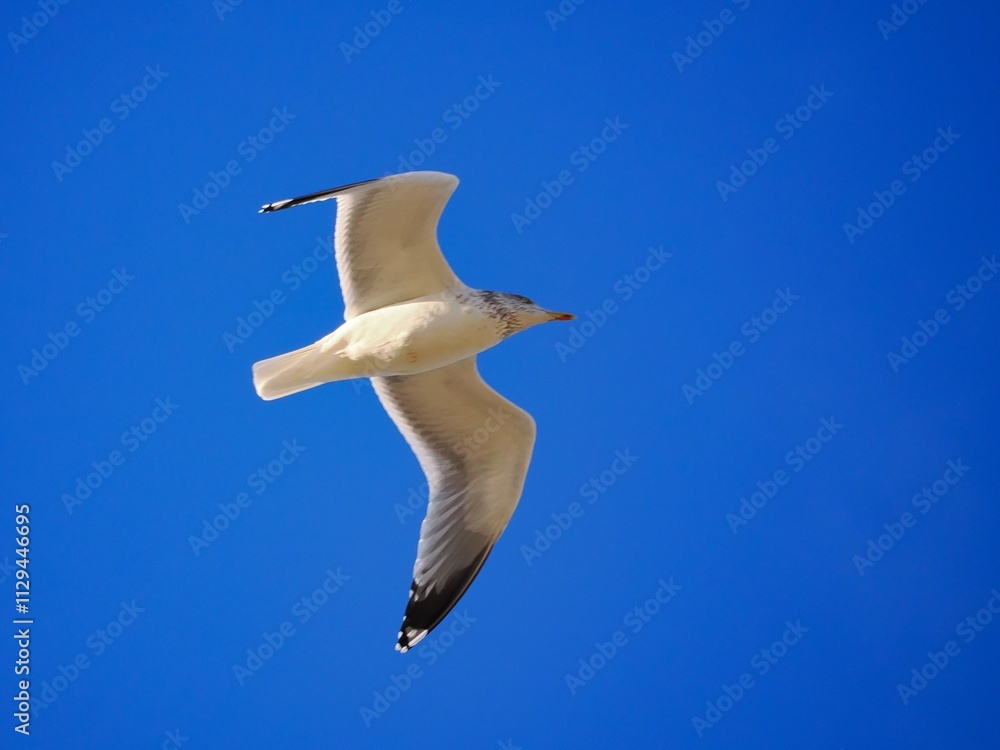Fliegende Möwe (Larinae) an der niederländischen Nordsee Fliegende Möwe (Larinae) an der niederländischen Nordsee