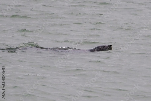 Seehund (Phoca vitulina) an der niederländischen Nordsee Küste