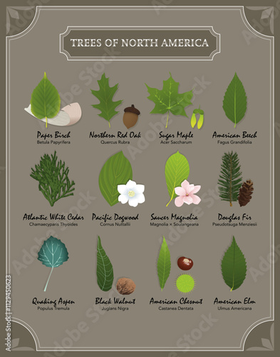 Trees Of North America Poster
