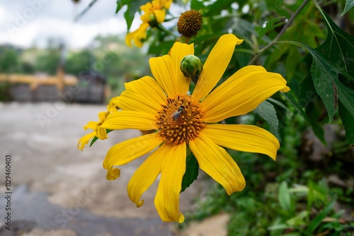 Mexican sunflower weed Tithonia diversifolia in full bloom on a sunny day, with a honeybee buzzing around and resting on the vibrant petals.